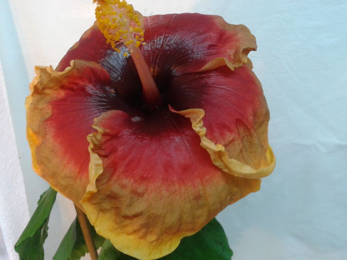 Fotografie0573 - HIBISCUS 2016