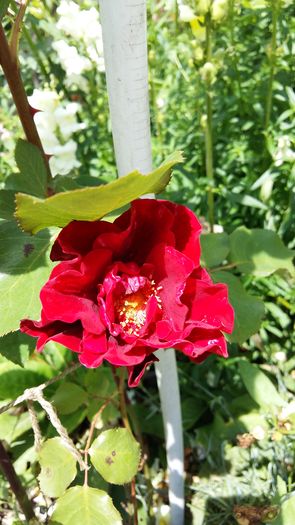 20160601_120220 - Rose