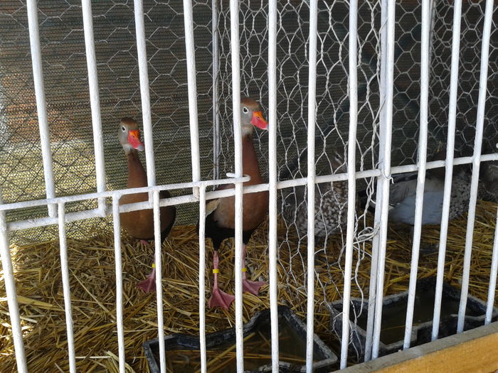 Fotografie0100 - 12---expozitie banat agralim 28-29 05 2016