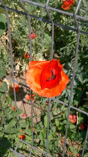 IMG_20160530_102512 - Alte floricele