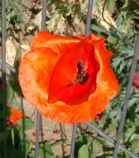 IMG_20160530_174738 - Alte floricele