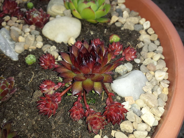  - Sempervivum - 2016