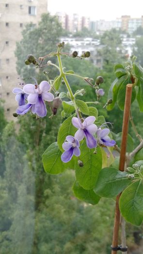 IMG_20160602_093451 - Clerodendron ugandese 2016 - 2017