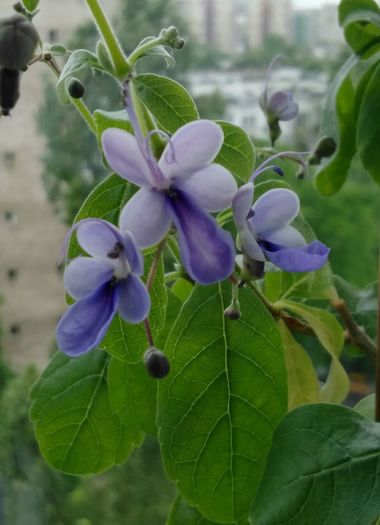 IMG_20160602_093517 - Clerodendron ugandese 2016 - 2017