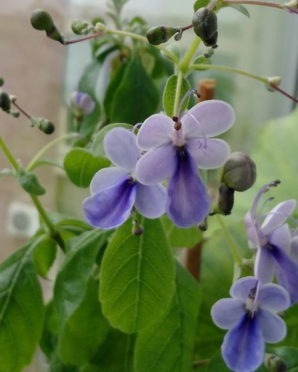 IMG_20160602_093524 - Clerodendron ugandese 2016 - 2017