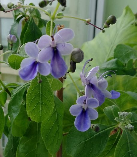 IMG_20160602_093549 crop1 - Clerodendron ugandese 2016 - 2017