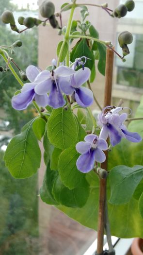 IMG_20160604_105305 - Clerodendron ugandese 2016 - 2017