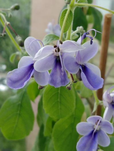 IMG_20160604_105309 - Clerodendron ugandese 2016 - 2017