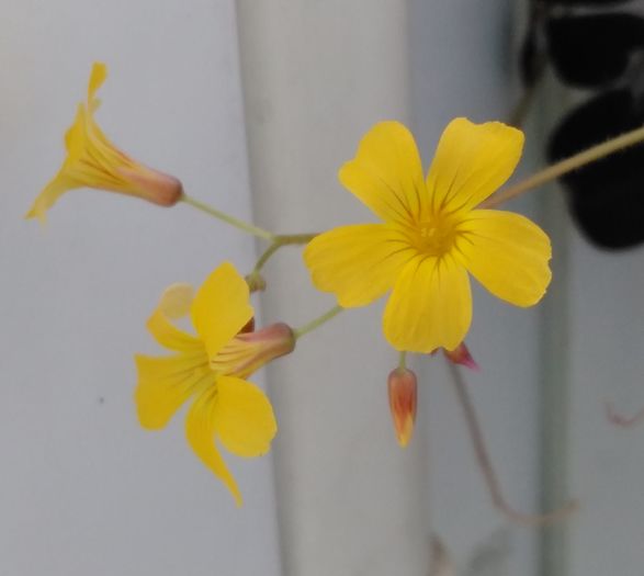 IMG_20160604_105226 - Oxalis corniculata 2016 - 2017