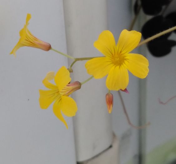 IMG_20160604_105221 - Oxalis corniculata 2016 - 2017