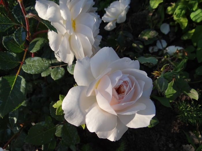 Crocus Rose