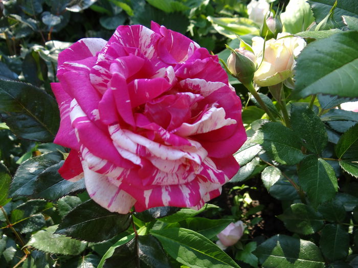 Broceliade