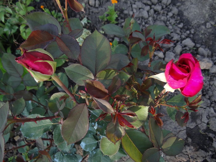 Blackberry Nip - Cel mai asteptat moment - Primul boboc si prima floare