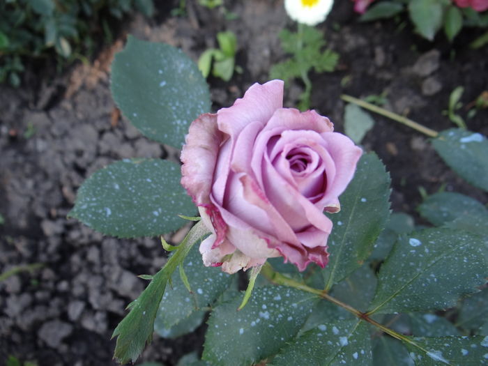 Mamy Blue - Cel mai asteptat moment - Primul boboc si prima floare