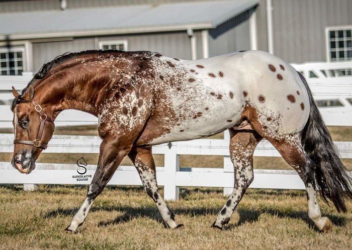 FB_IMG_1465106396538 - C Pentru cei care le plac aceste animale