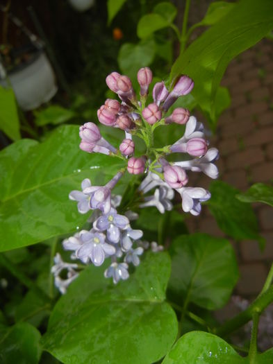 Syringa vulgaris_Lilac (2016, April 11) - Syringa vulgaris Lilac