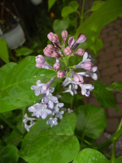 Syringa vulgaris_Lilac (2016, April 11)