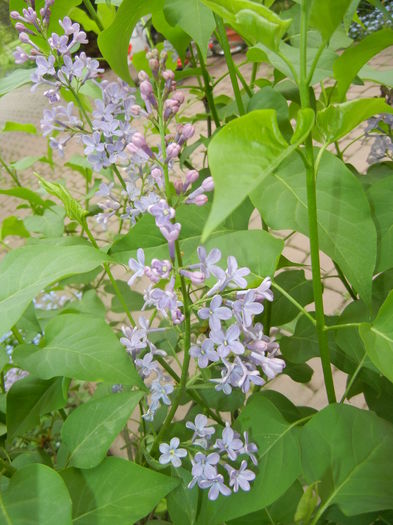 Syringa vulgaris_Lilac (2016, April 14)
