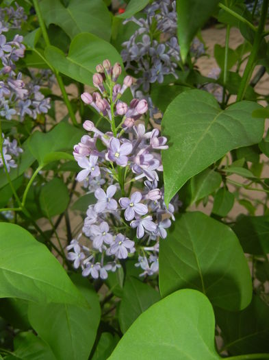 Syringa vulgaris_Lilac (2016, April 14)