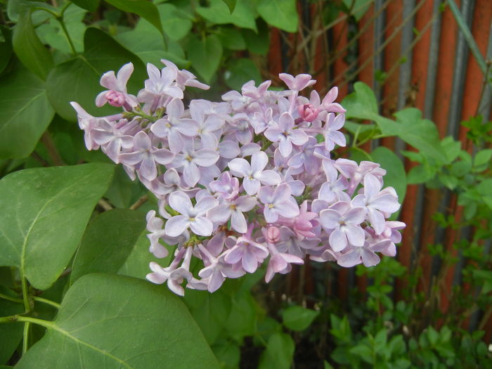 Syringa vulgaris_Lilac (2016, April 14) - Syringa vulgaris Lilac