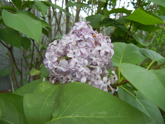 Syringa vulgaris_Lilac (2016, April 14) - Syringa vulgaris Lilac