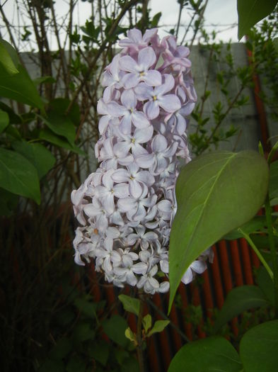 Syringa vulgaris_Lilac (2016, April 14)