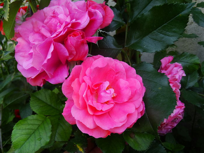 DSC09357 - Rosarium Uetersen