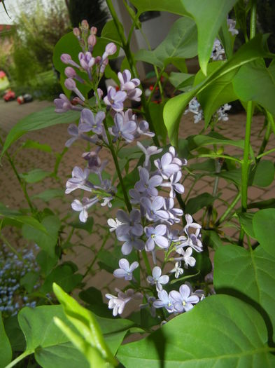 Syringa vulgaris_Lilac (2016, April 14)