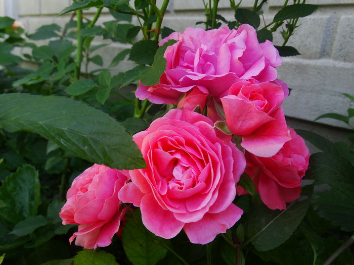 DSC09358 - Rosarium Uetersen