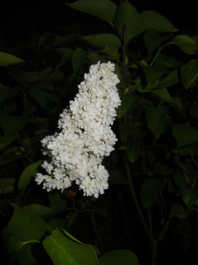 White Lilac Tree (2016, April 15) - Syringa vulgaris White