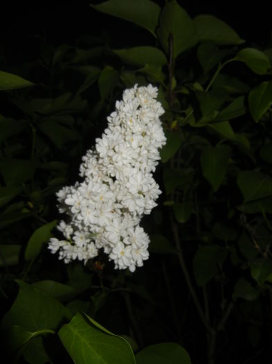 White Lilac Tree (2016, April 15)