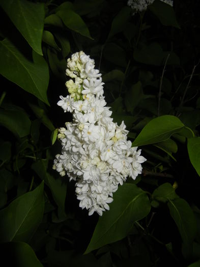 White Lilac Tree (2016, April 15) - Syringa vulgaris White