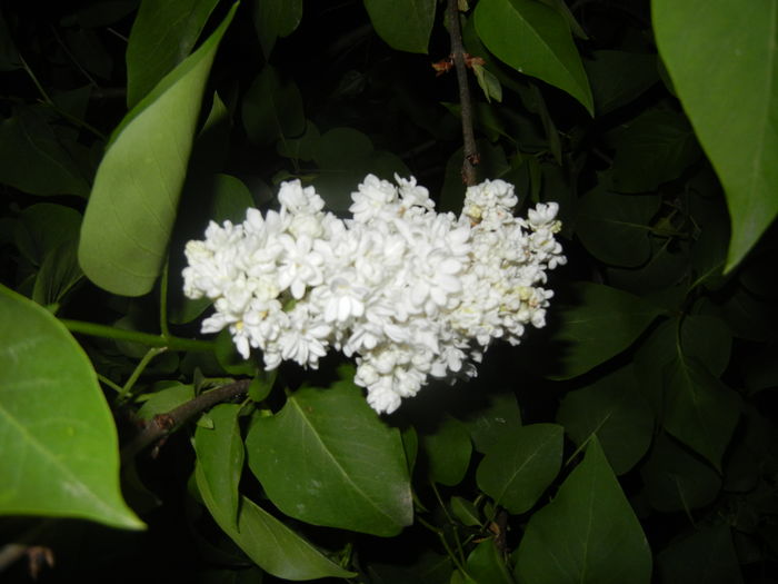 White Lilac Tree (2016, April 15)