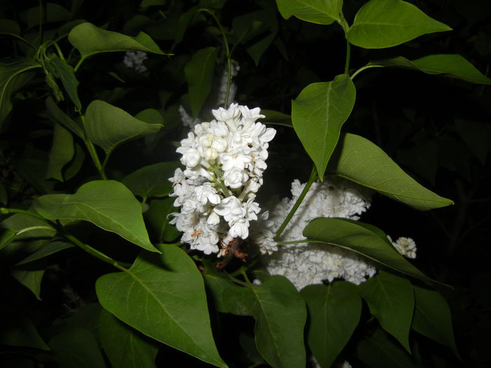 White Lilac Tree (2016, April 15) - Syringa vulgaris White