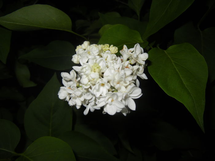 White Lilac Tree (2016, April 15) - Syringa vulgaris White