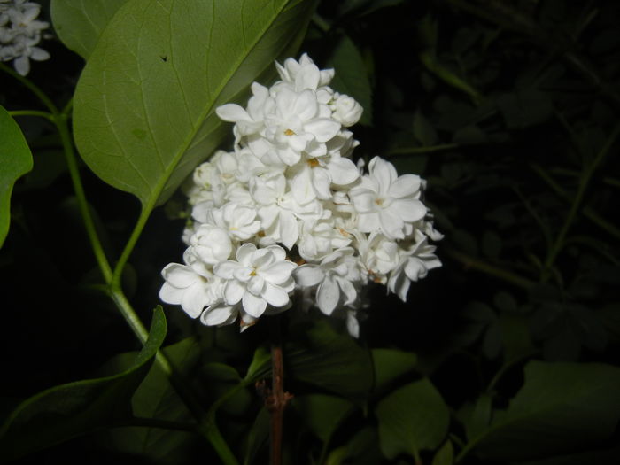 White Lilac Tree (2016, April 15)