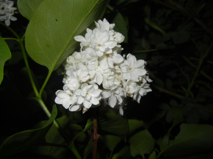 White Lilac Tree (2016, April 15) White Lilac Tree (2016, April 15)
