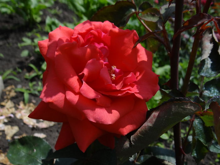 Fragrant Cloud