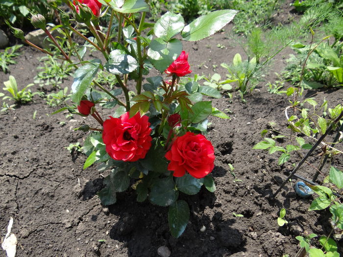 Circus Flower