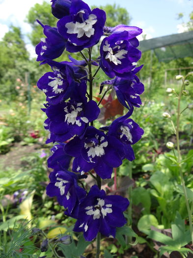 delphinium