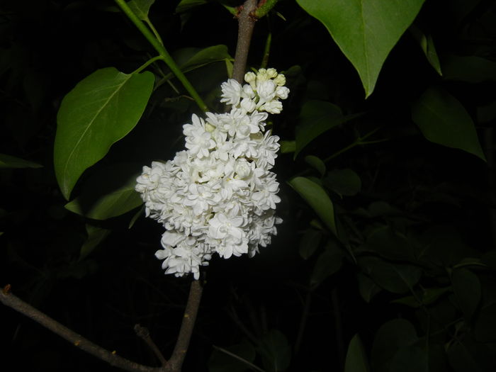 White Lilac Tree (2016, April 15)