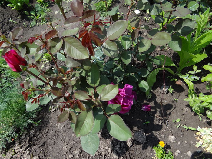 Blackberry Nip