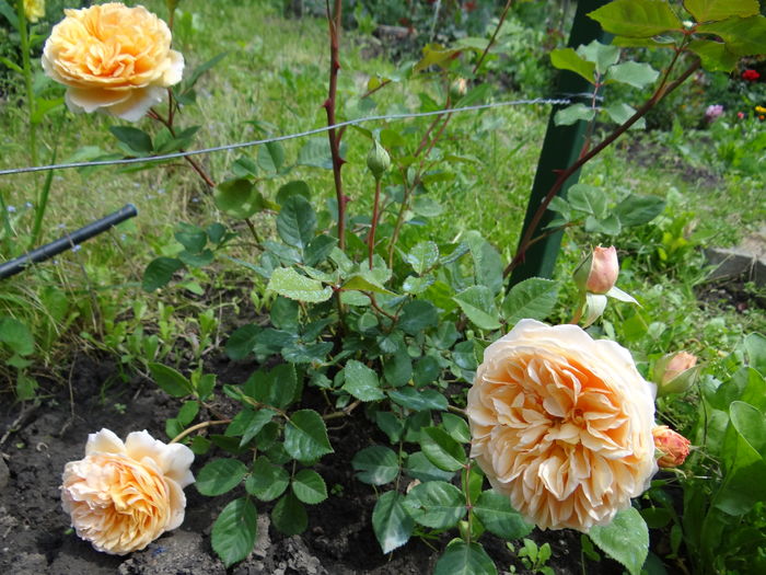 Crown Princesse Margareta