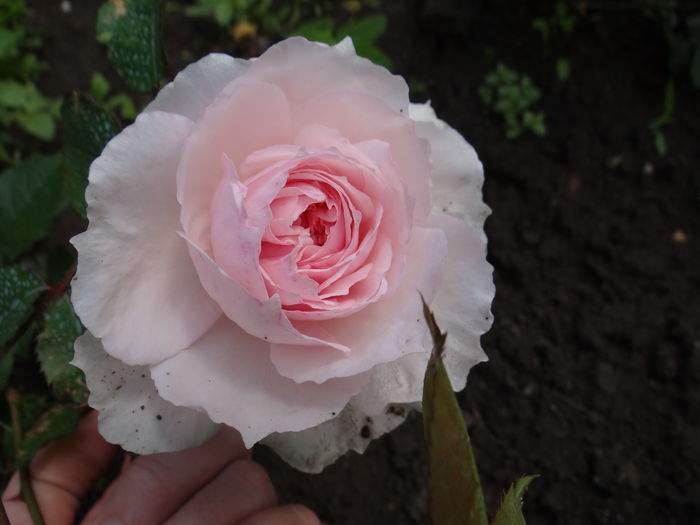 The Wedgewood Rose - The Wedgewood Rose