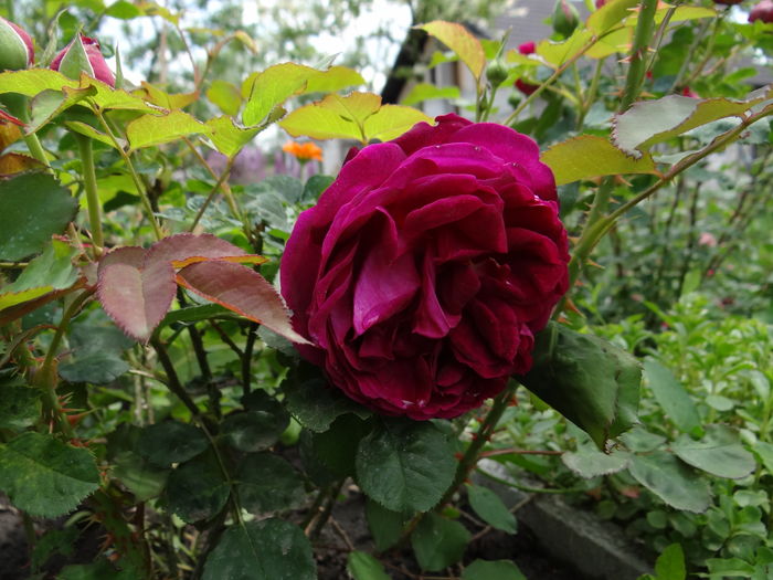 sau...William Shakespeare