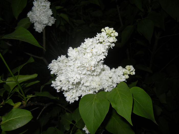 White Lilac Tree (2016, April 15) - Syringa vulgaris White