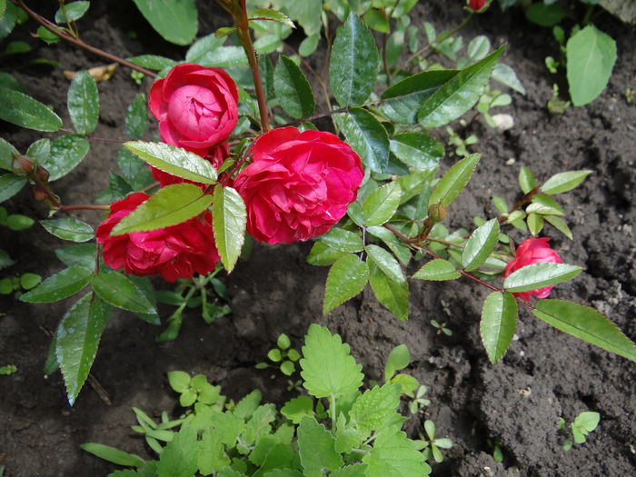 Morsdag - Multumesc Flora :)