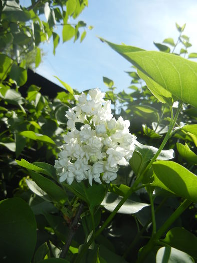 White Lilac Tree (2016, April 17) - Syringa vulgaris White