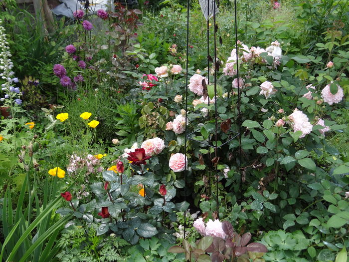 Bonjour Garden
