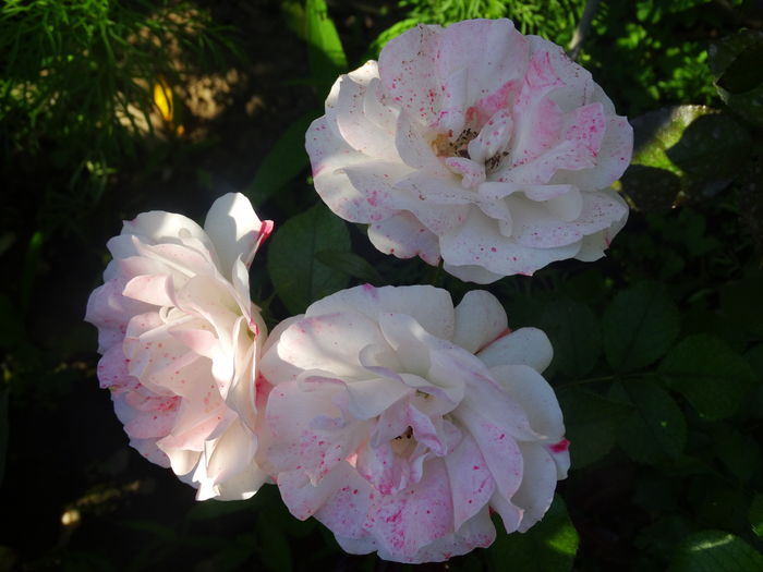 DSC09429 - Rosenstadt Friesing